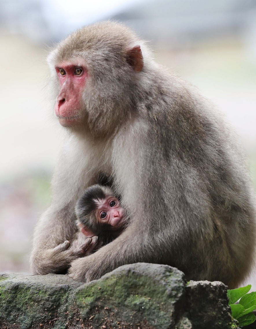 今年初の赤ちゃんザル「デコピン」と母ザルのアキラ＝２２日午後、大分市の高崎山自然動物園