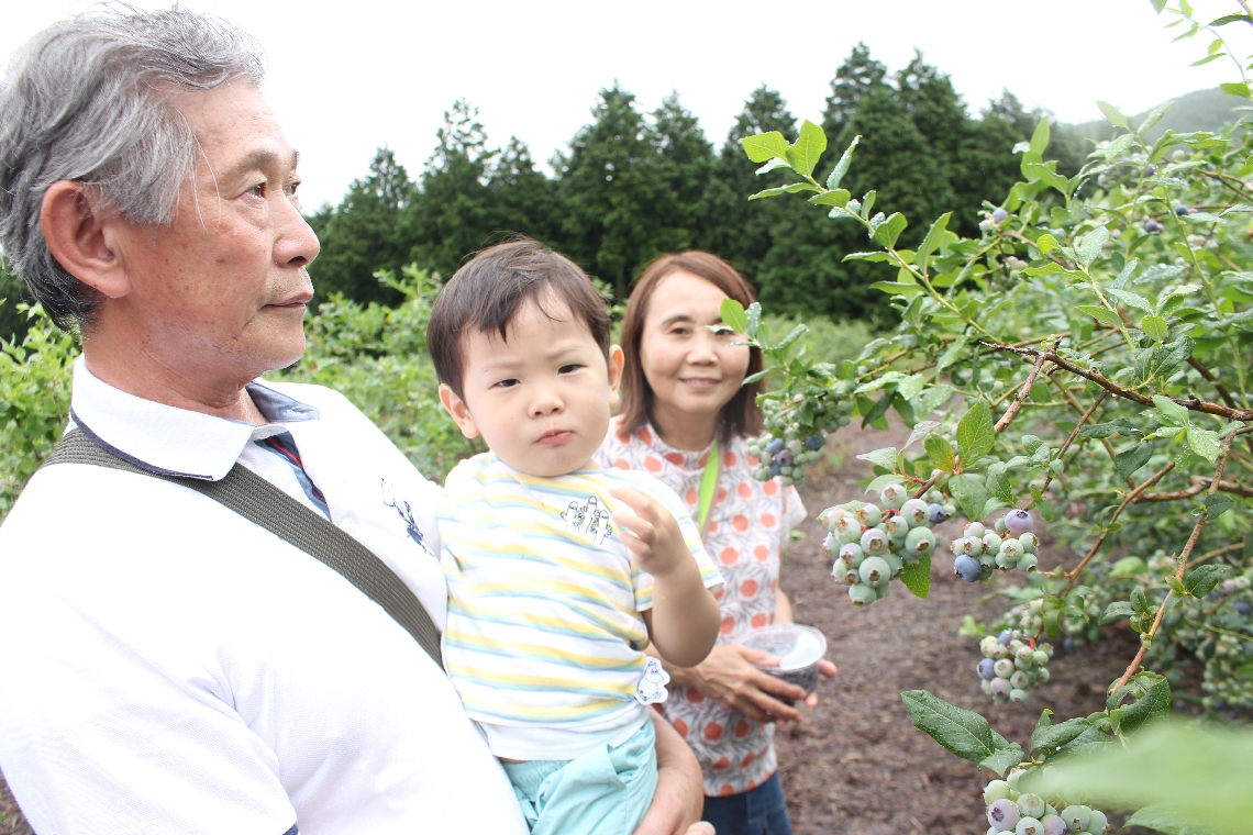 ブルーベリーの摘み取りを楽しむ家族連れ＝九重町町田のベリージュファーム