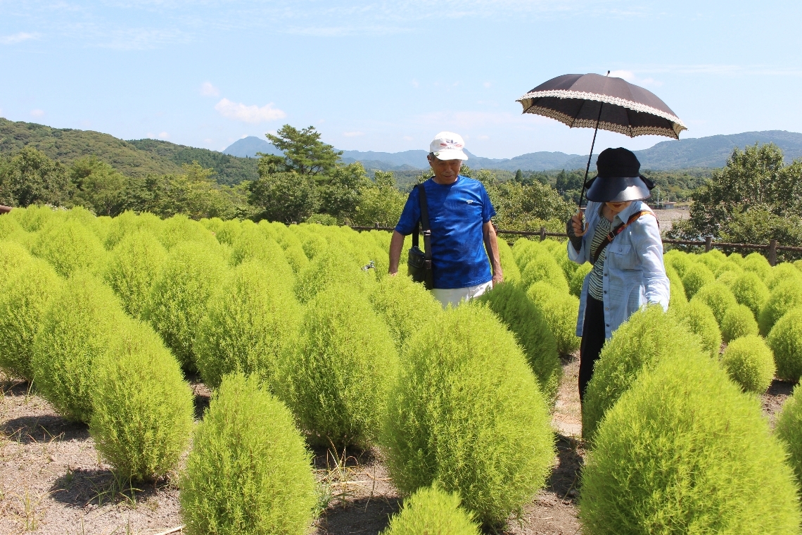 こんもりとした緑色のコキアを楽しむ来園者＝１６日、杵築市山香町日指のるるパーク