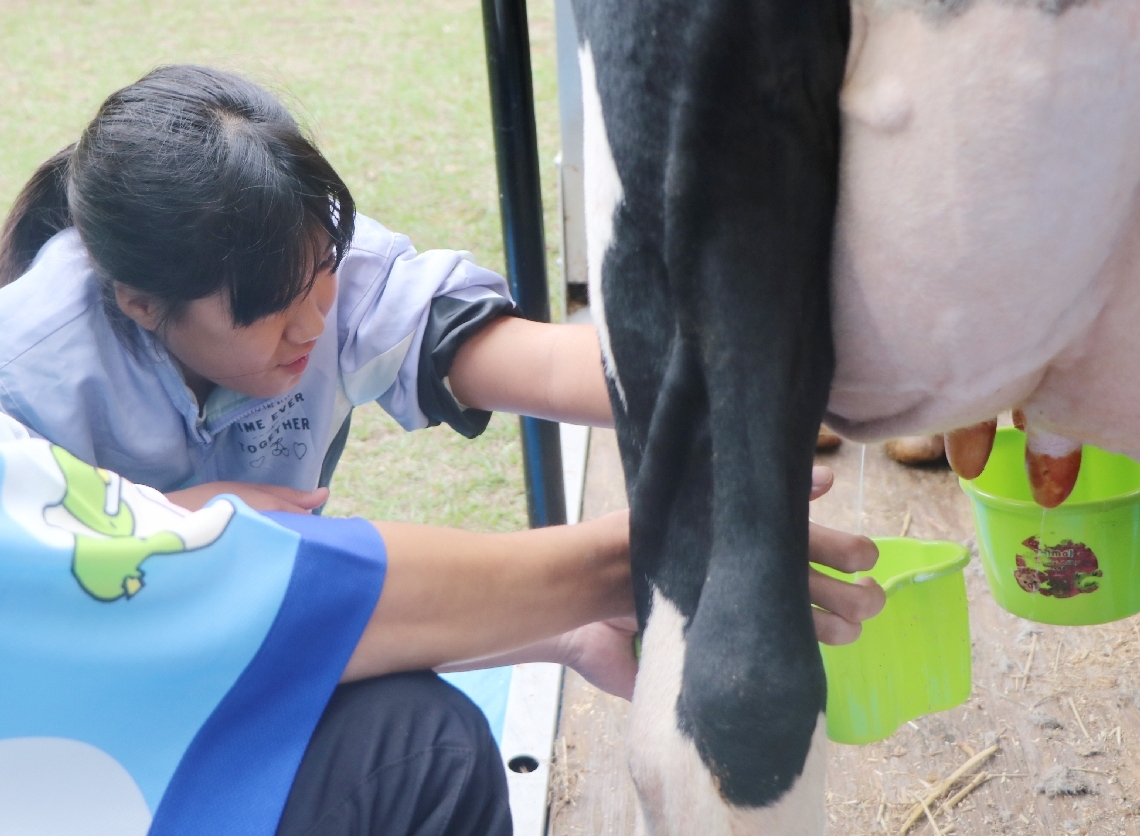 牛の足元にもぐり、搾乳を体験する子ども＝２０日、別府市野口原の別府公園