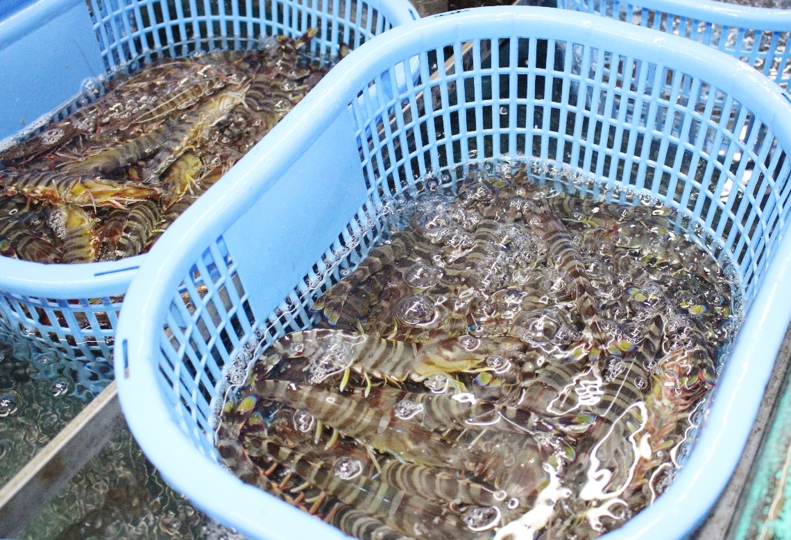 養殖池から水揚げされたばかりのクルマエビ＝６日、姫島村