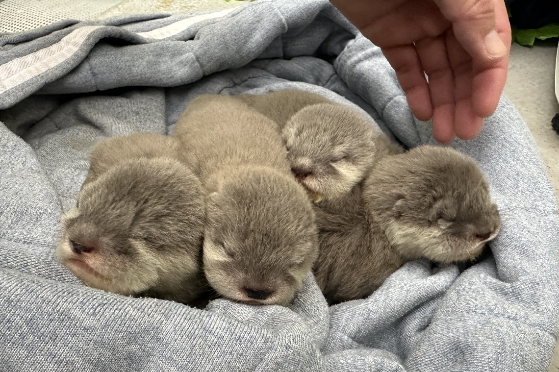 コツメカワウソの赤ちゃん4匹すくすく成長 「うみたまご」で
