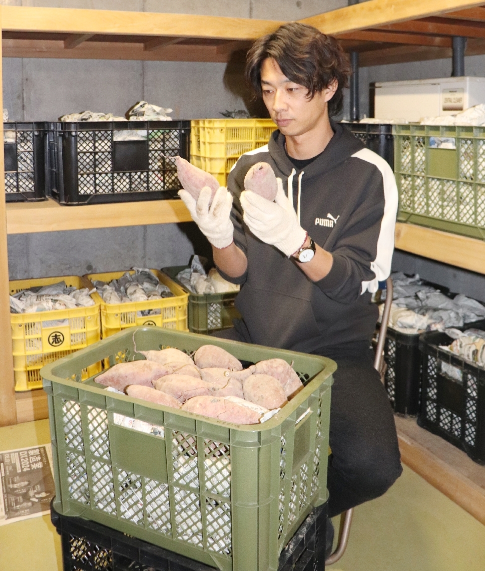 保管するサツマイモの熟成をチェックする松本怜さん＝９日、大分市