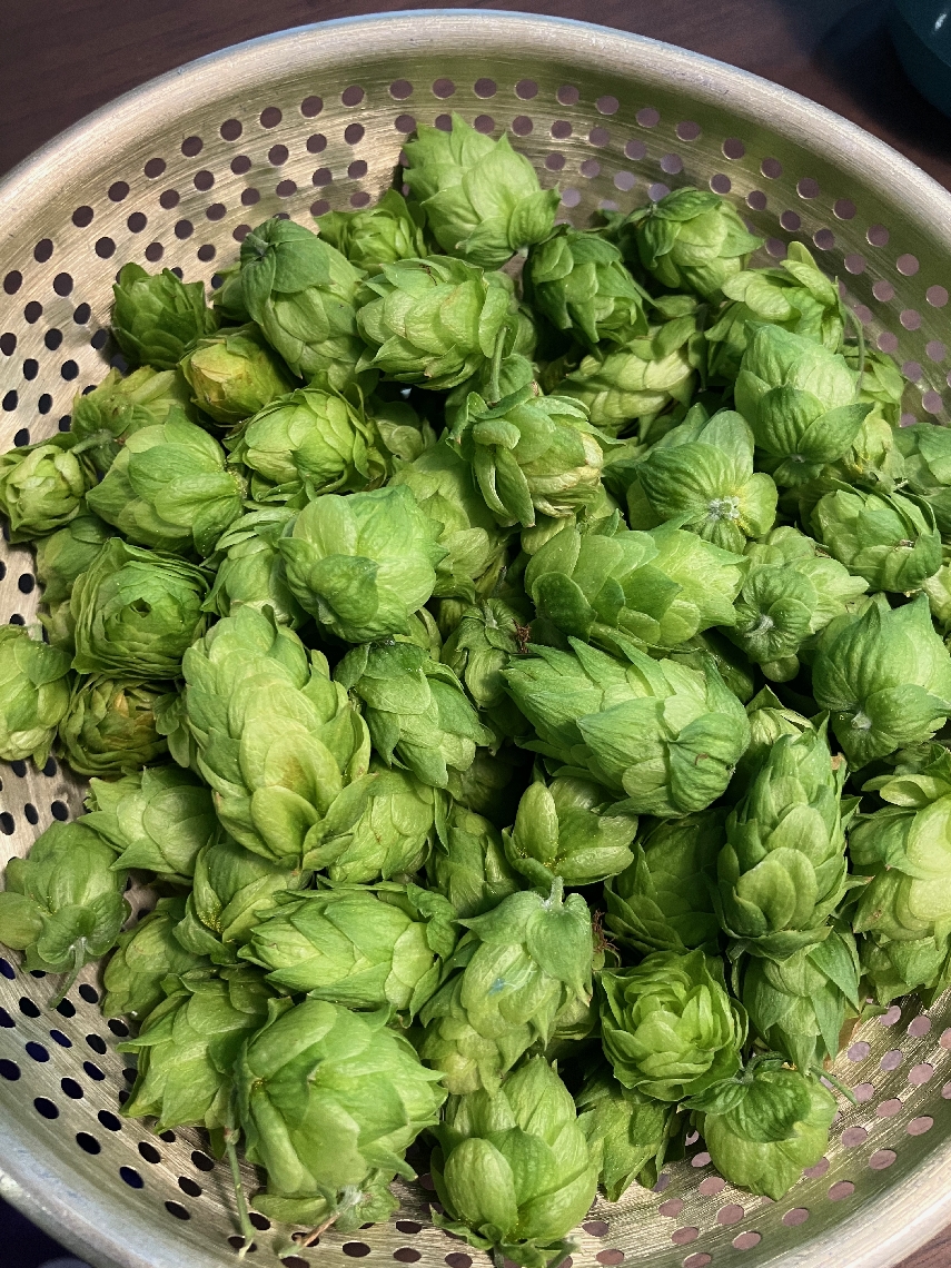 プロジェクトに賛同した中津の人たちが栽培、収穫したホップ＝２０２４年８月ごろ、中津市