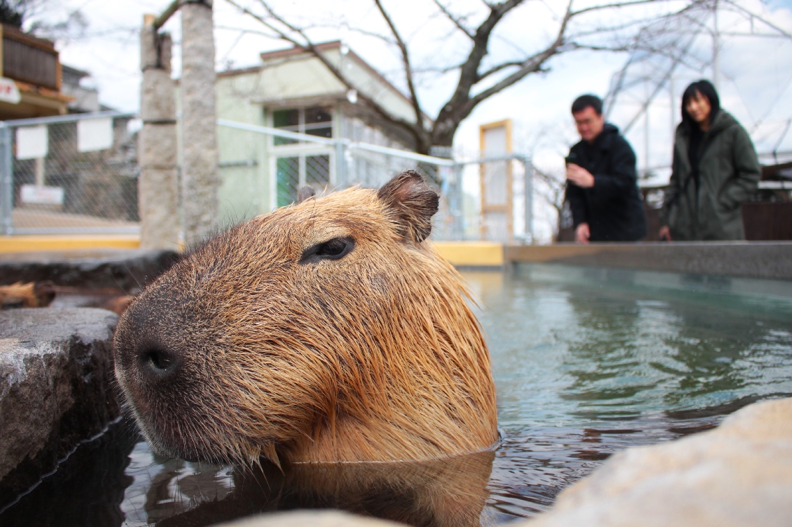湯あみするカピバラ＝２１日、別府市の別府ケーブルラクテンチ