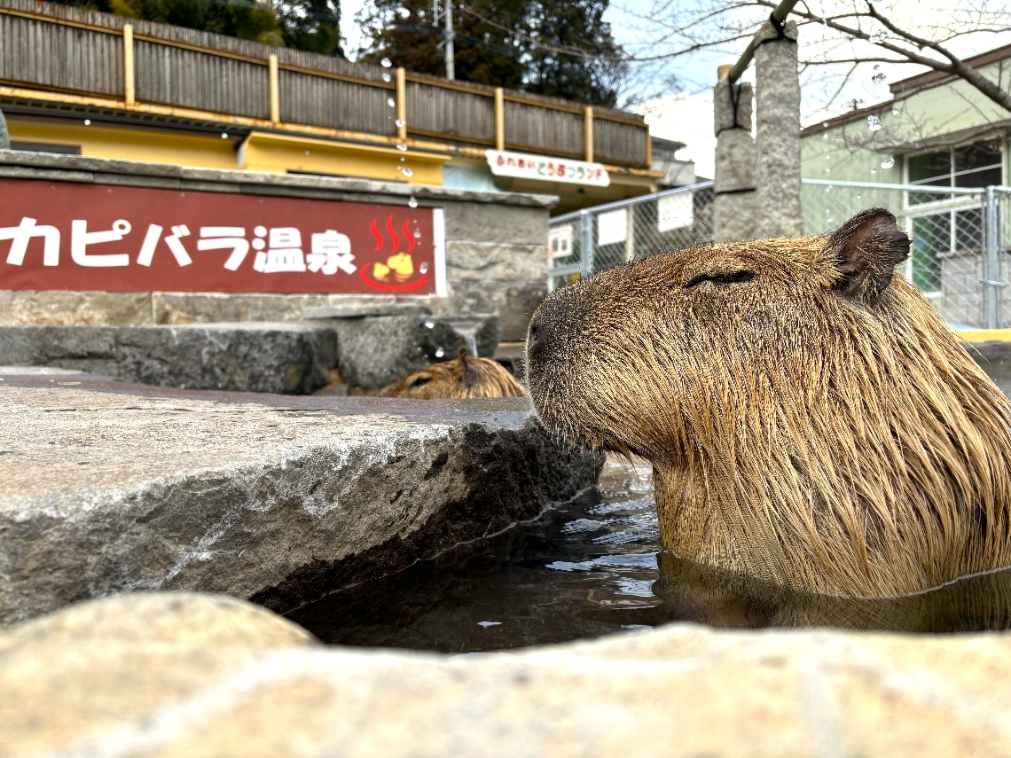 湯あみするカピバラ