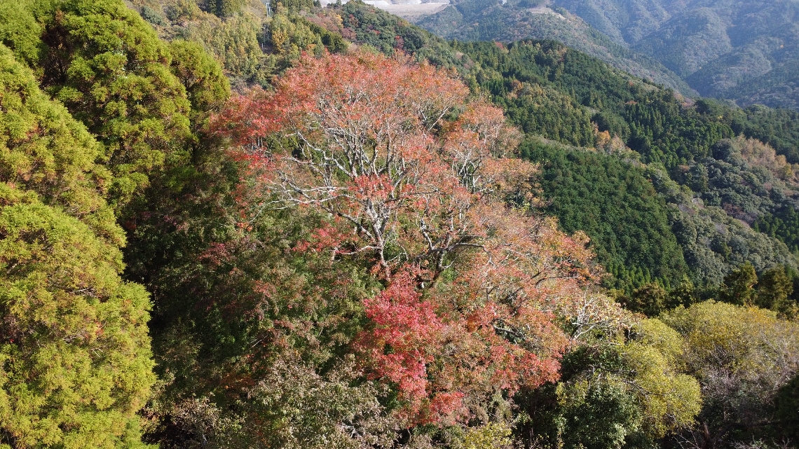 武速神社イロハモミジ（津久見市教委提供）