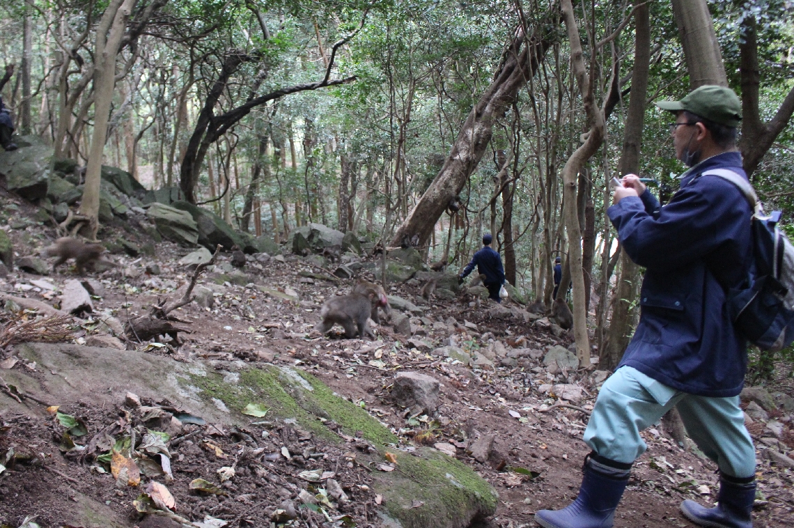 昨年１１月にあったサルの個体数調査＝大分市神崎の高崎山自然動物園