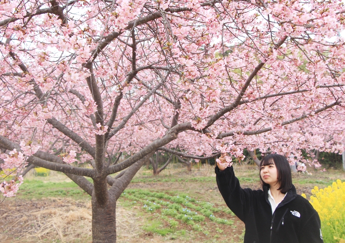 日出町のおおがファームで河津桜が見頃 鮮やかなピンク、春の訪れを