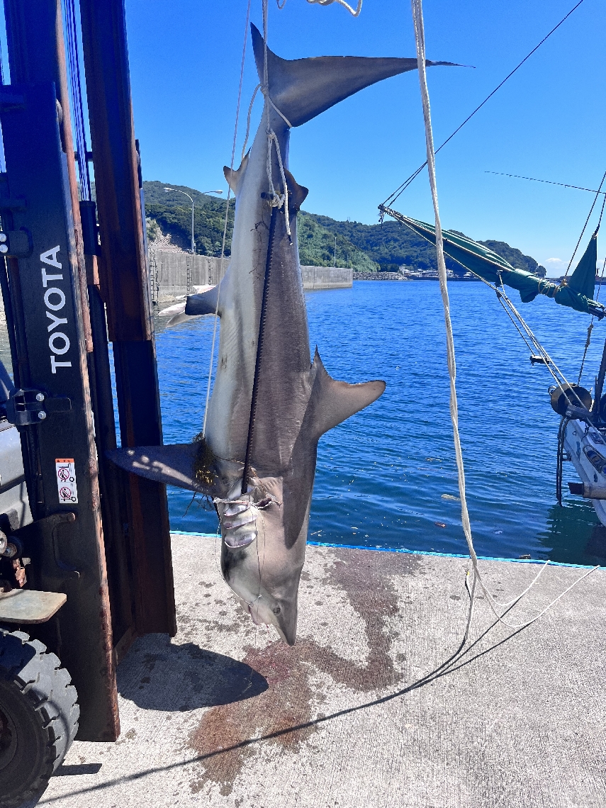 捕獲したカマストガリザメ＝大分市佐賀関（県漁協提供）