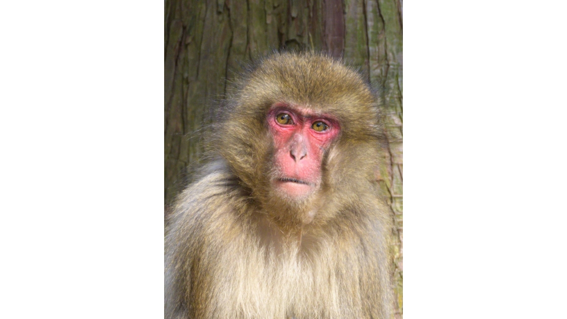 優勝したミラクル（高崎山自然動物園提供）