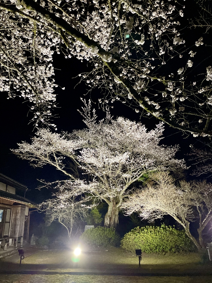 ライトアップされ幻想的な雰囲気の塩釜桜＝２４日夜、佐伯市青山の東光庵