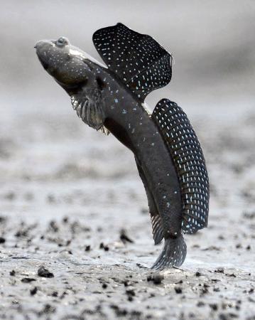 有明海の干潟で跳び上がるムツゴロウ＝佐賀県小城市