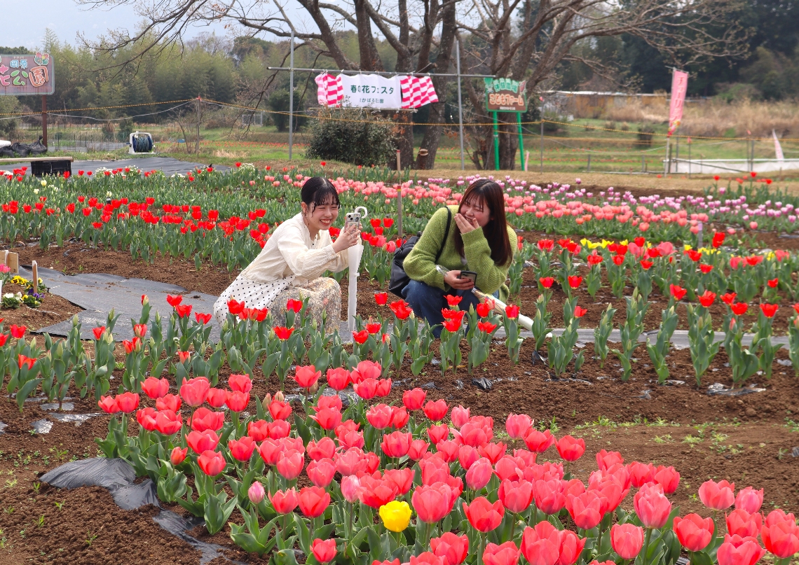 咲き始めたチューリップを撮影する来場者＝大分市横尾