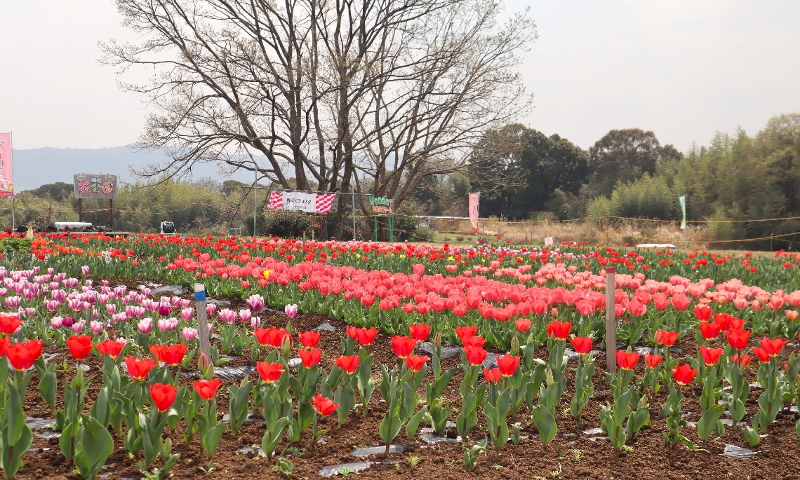 咲き始めたおかばる花公園のチューリップ＝大分市横尾