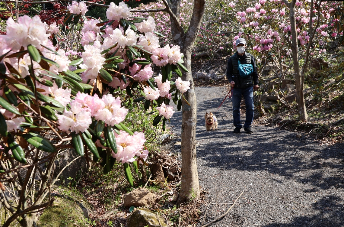 見頃を迎え境内を彩るシャクナゲ＝１６日、豊後高田市加礼川の長安寺