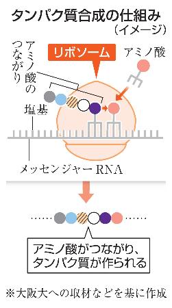 タンパク質合成の仕組み（イメージ）
