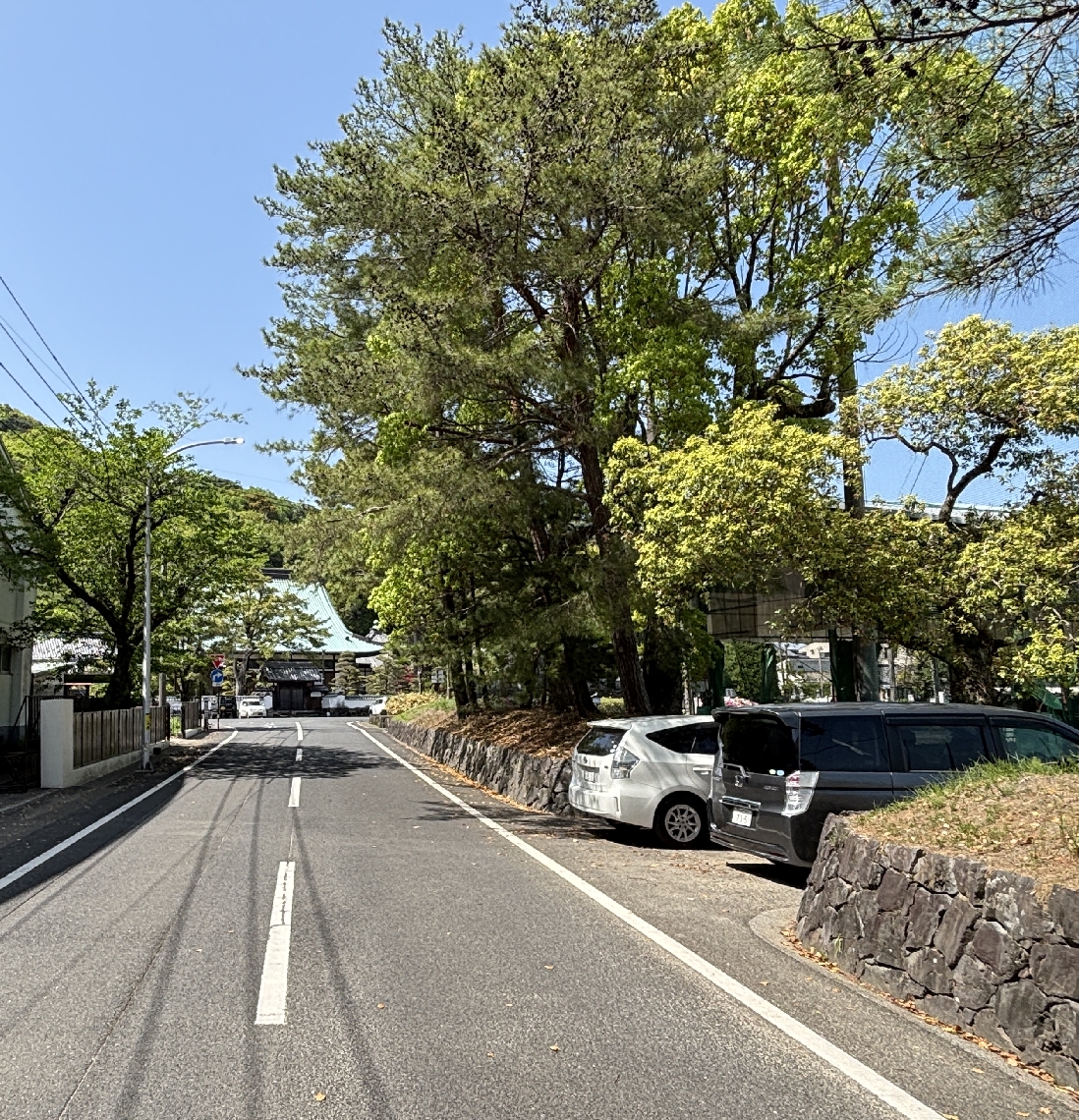 松並木が続く佐伯市の本馬場通り。奥は養賢寺＝２１日、同市中村西町