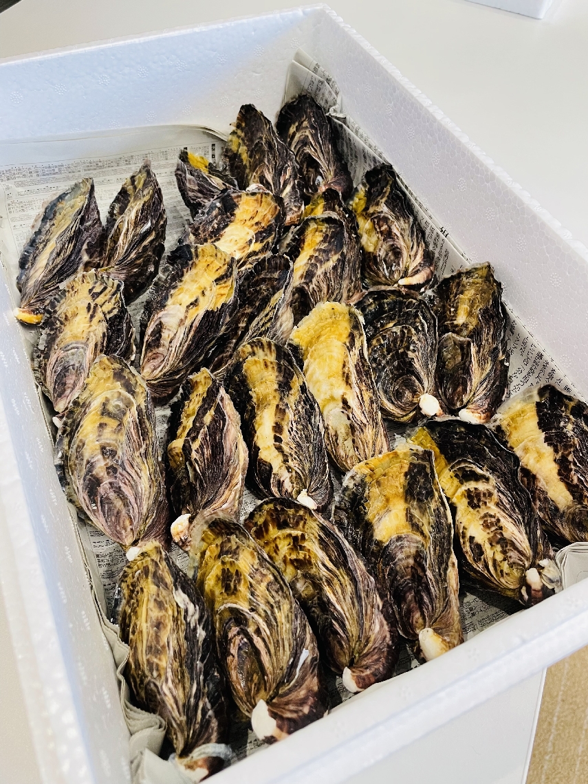 新栄丸の「大入島オイスター」。濃厚な味わいとしっかりと詰まった身、美しい形が特徴
