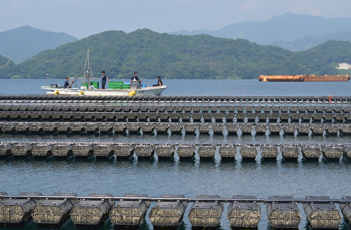 佐伯の豊かな海で育つ「大入島オイスター」＝佐伯市