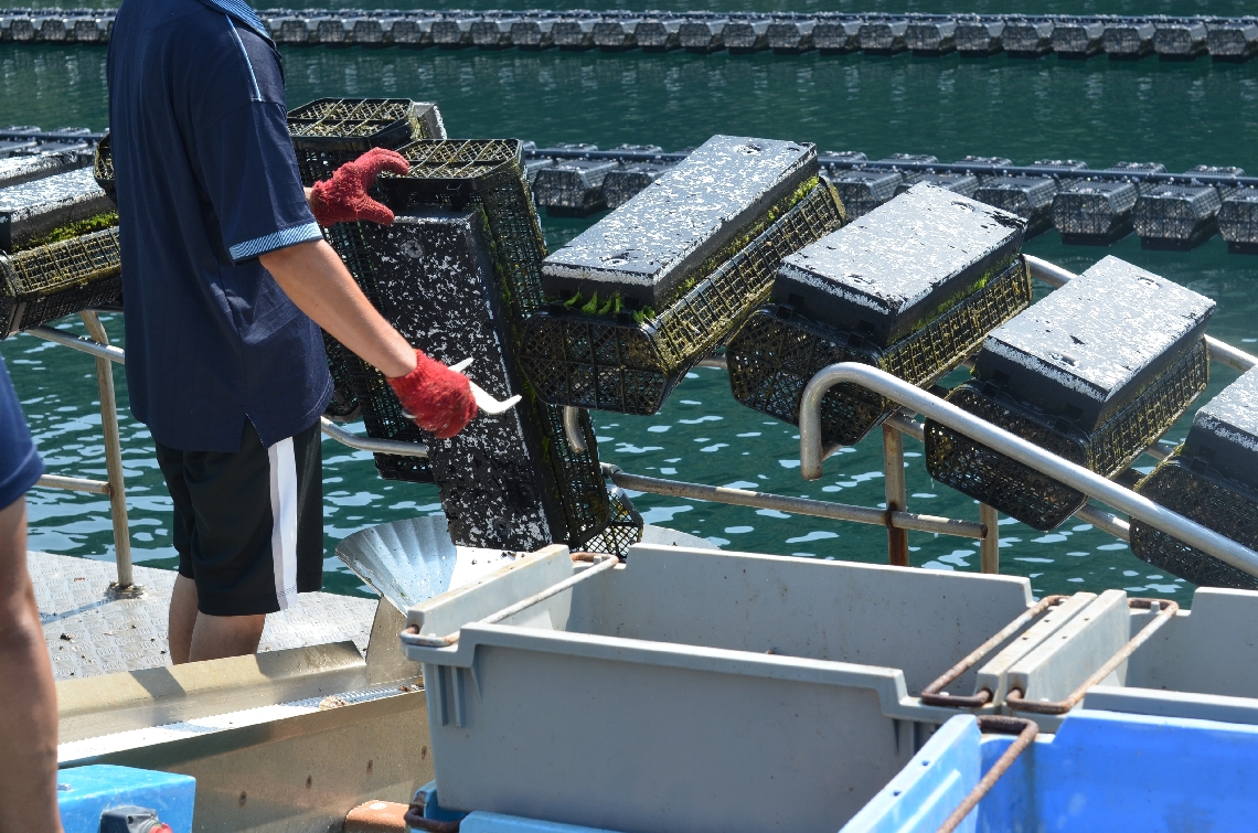 かごの中で波に揺られて育つ「大入島オイスター」（コウネンコーポレーション提供）