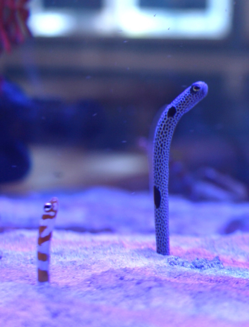 家族連れに大人気のチンアナゴ（右）とニシキアナゴ