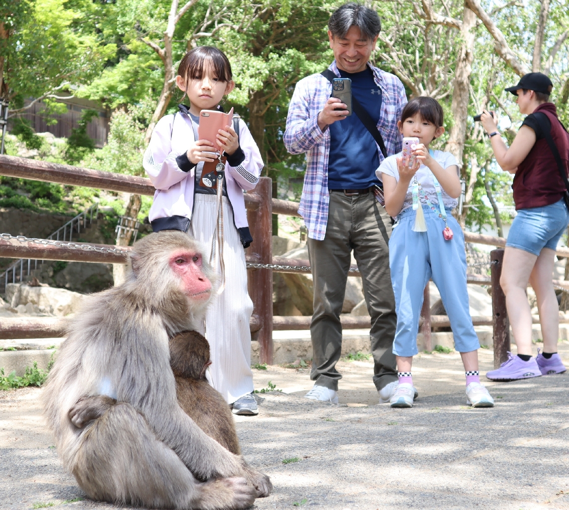 猿の親子にレンズを向ける家族連れ＝大分市の高崎山自然動物園
