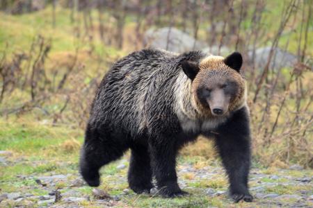 北海道知床半島のヒグマ＝２０１２年１１月（北海道大大学院の坪田敏男教授提供）
