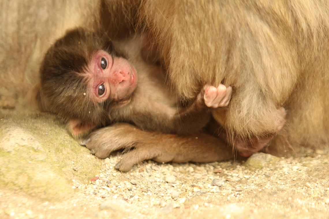 今年の第１号赤ちゃんザル「バンパク」＝１５日、大分市神崎（高崎山自然動物園提供）