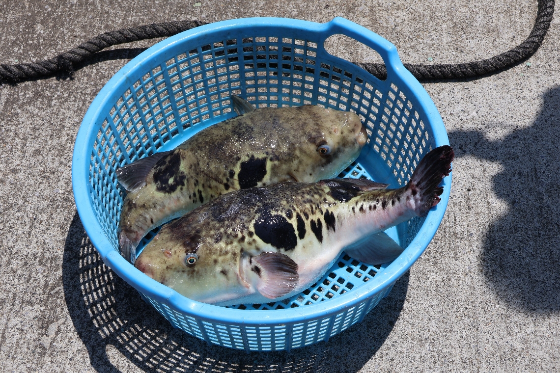 臼杵市のトラフグ＝臼杵市