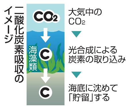 二酸化炭素吸収のイメージ