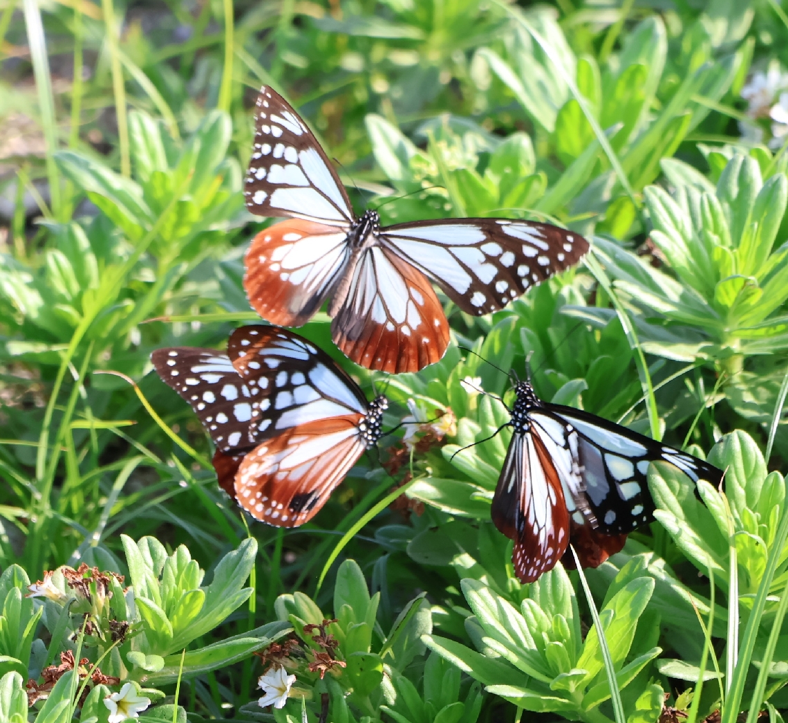 姫島村に飛来しているアサギマダラ