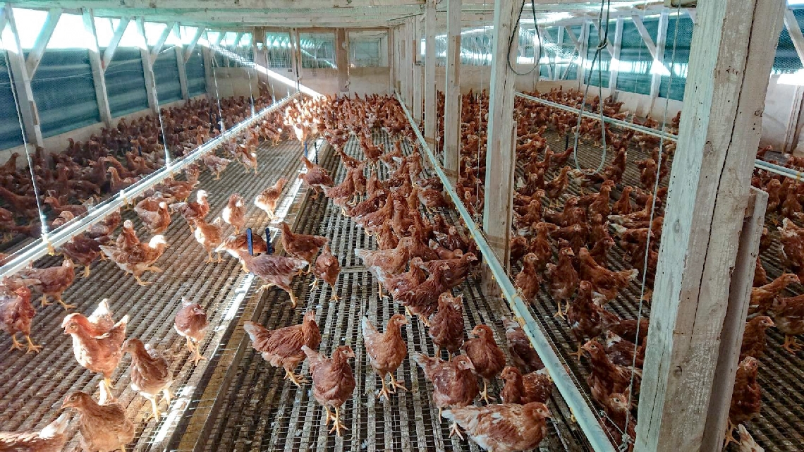 動き回れる平飼いで飼育される鶏＝日出町藤原