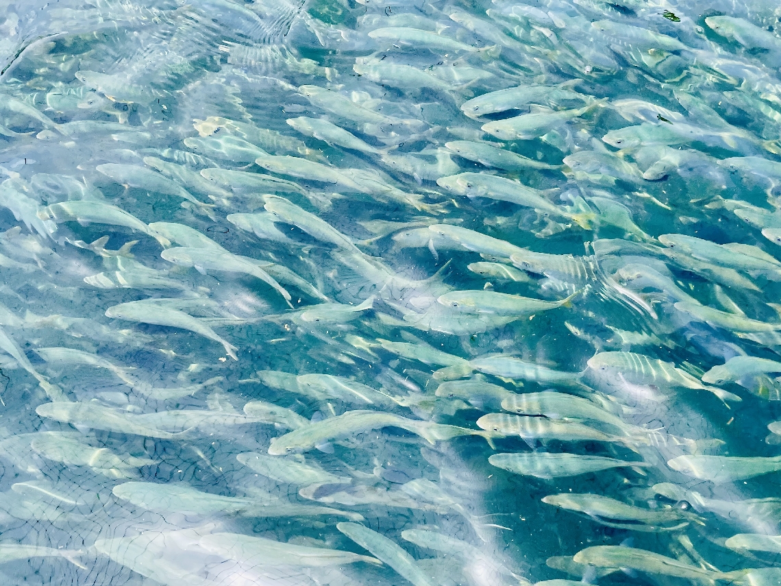 いけすを泳ぐモジャコ