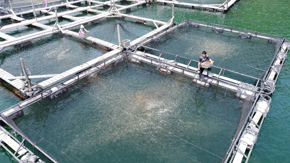 モジャコのいけすで餌やりをする従業員
