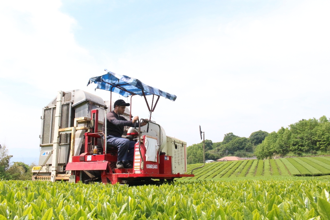 若緑色の新茶を収穫する原大樹さん＝５月１５日、別府市古賀原