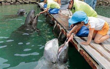 和歌山県太地町の町立くじらの博物館で披露されたクジラの歯磨き＝２日午前