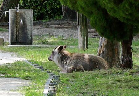 名古屋市名東区の公園で確認されたニホンカモシカ＝２日午後