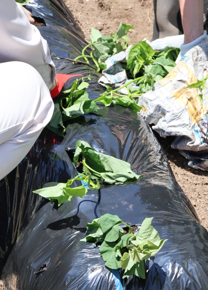 屋形島での栽培が途絶え、幻の作物と思われていた屋形島イモの苗＝佐伯市蒲江の蒲江翔南学園