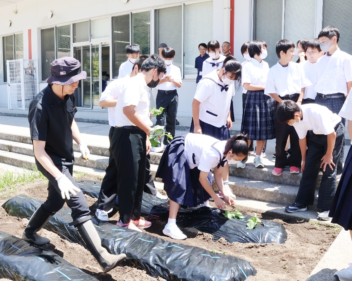 屋形島イモの苗を植える生徒たち
