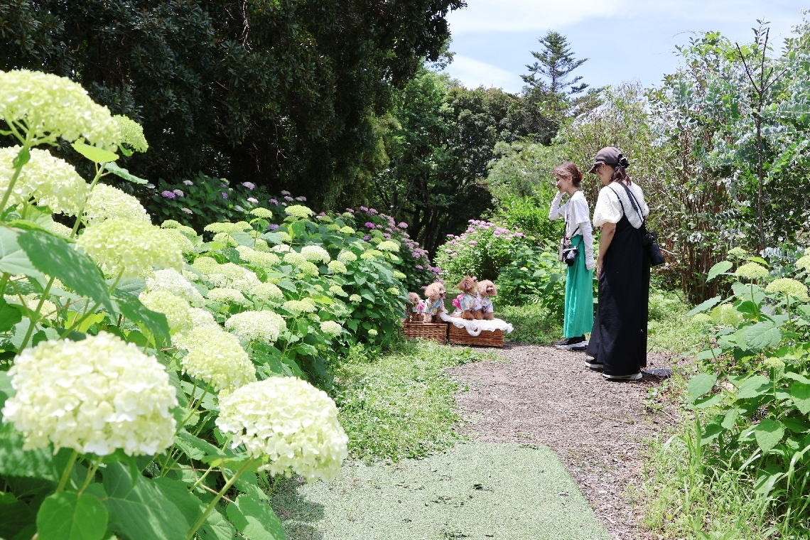 アジサイのアナベルが見頃を迎えた＝１５日、日出町