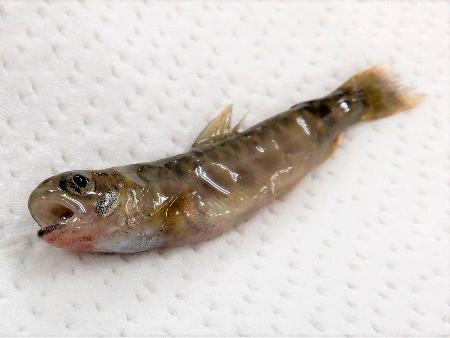 レッドマウス病が確認されたイワナの稚魚（滋賀県提供）