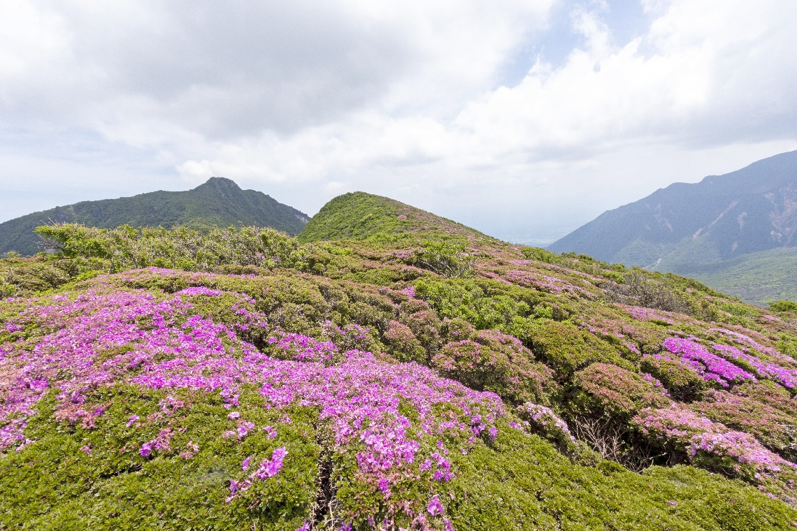 くじゅう連山にピンクの花畑 かれんなミヤマキリシマ、尾根彩り登山客
