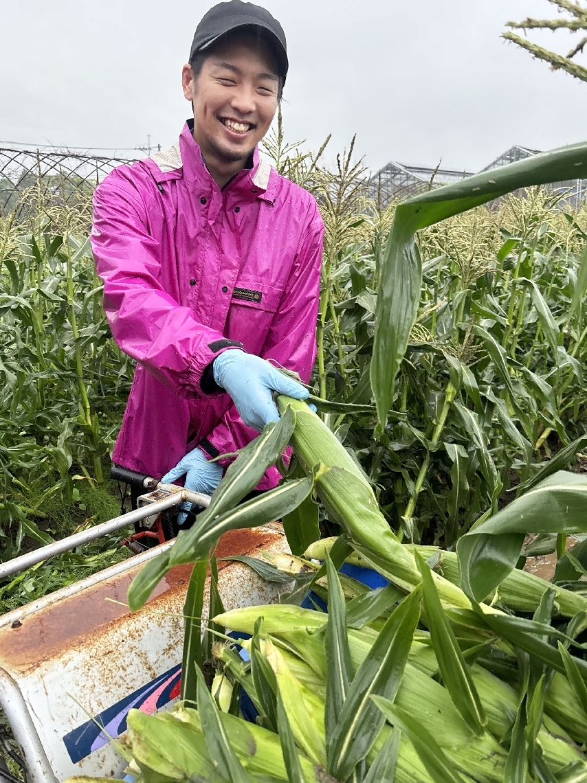 スイートコーンを収穫する生産者＝大分市下戸次