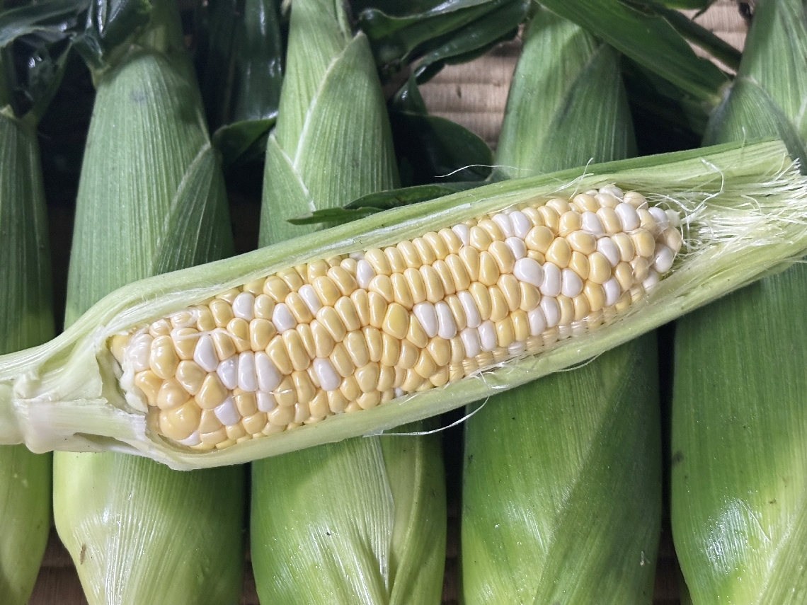 収穫されたばかりのスイートコーン