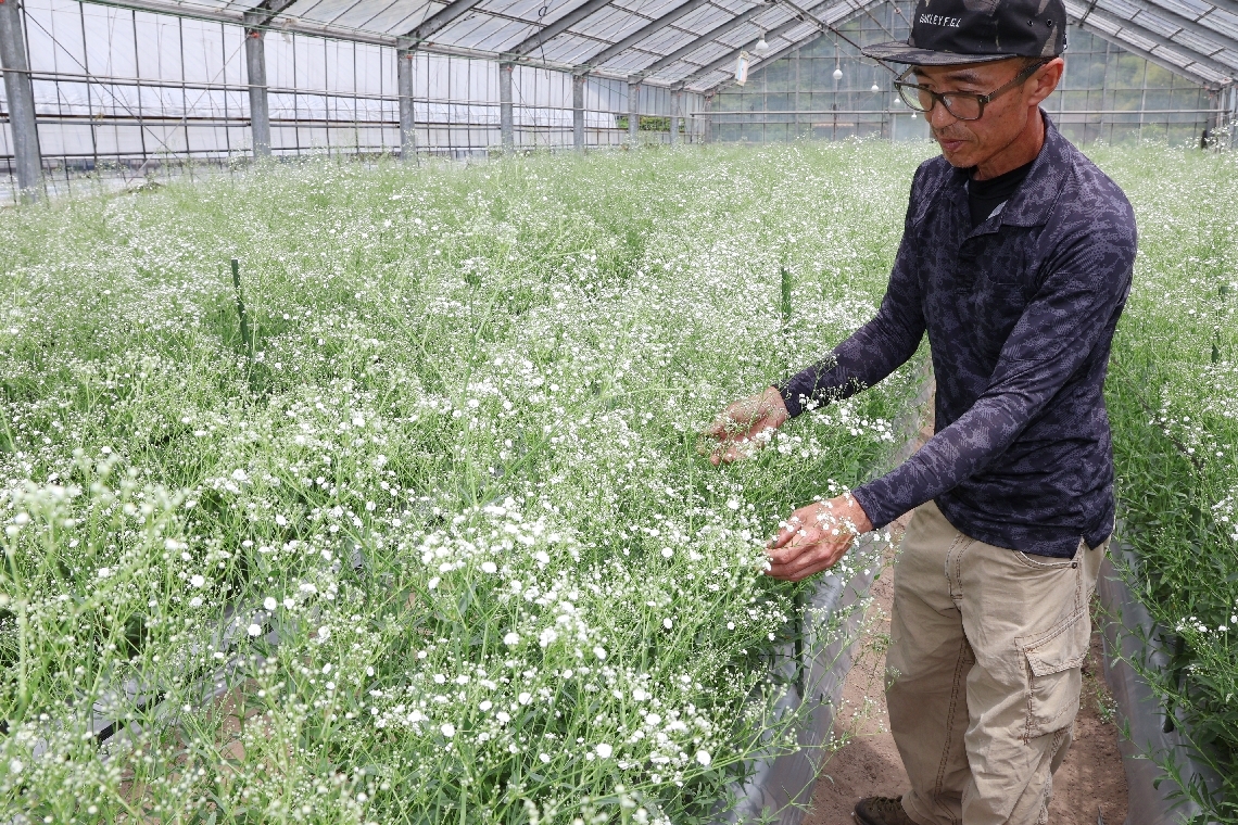 渡辺伸幸さんのハウスで、カスミソウの出来具合を確認する加藤展秋部会長＝九重町湯坪