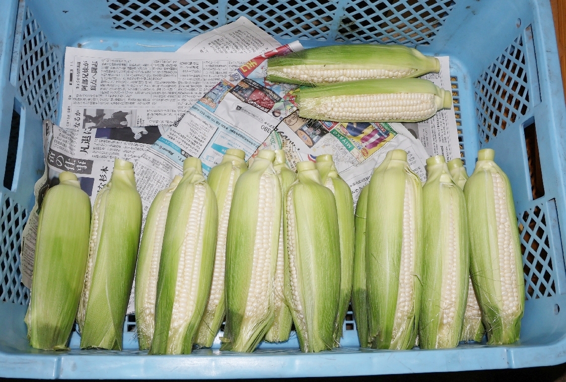 1【畑から直送】白雪姫ML16本　農薬化学肥料不使用 鹿児島県産スイートコーン 糖度20度超え!白いとうもろこし雪やこんコーン【10本】：鹿児島