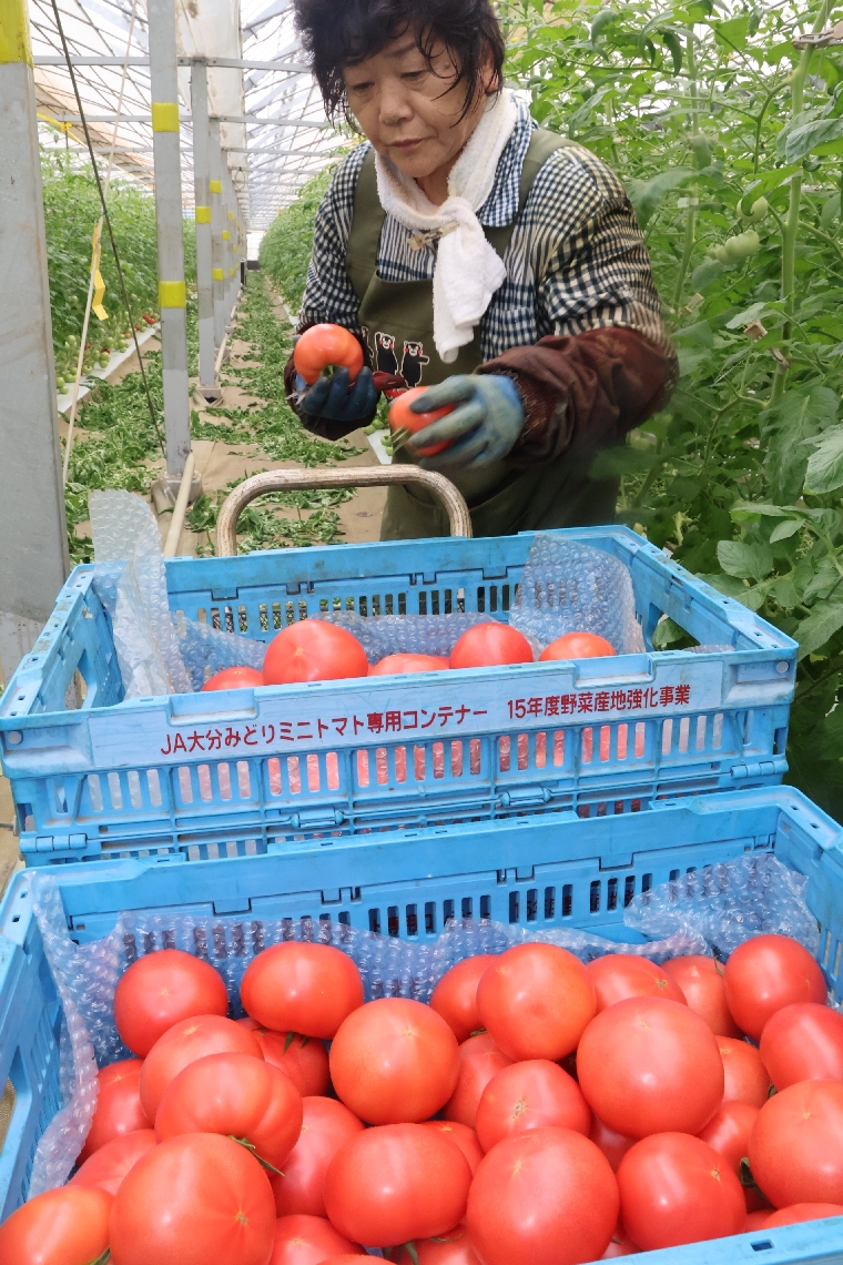 竹田市荻町藤渡の田平真樹さんのハウスでは、夏秋トマトの収穫作業が進んでいた