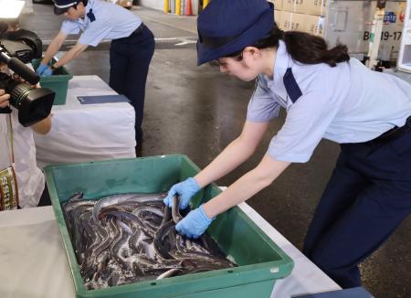 輸入されたウナギを確認する東京税関の職員＝１６日午前、成田空港
