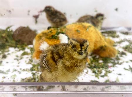 ふ化したニホンライチョウ＝１８日午前、栃木県那須町（那須どうぶつ王国提供）